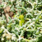 Tetraena gaetula Hoja