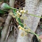 Encyclia tampensis Fleur