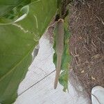 Anthurium schlechtendalii Meyve