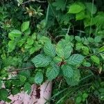 Prunus tomentosa Blatt