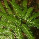 Pteris incompleta Други