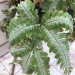 Pteris fauriei Blatt