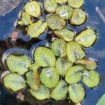 Salvinia natans Leaf