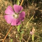 Malva punctata花