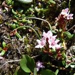 Kalmia procumbens 花