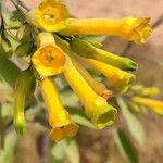 Nicotiana glauca Flower