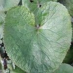 Petasites pyrenaicus Blatt