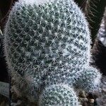 Mammillaria hahniana Hàbitat