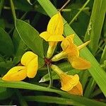 Lotus pedunculatus Blomma