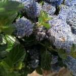 Ceanothus arboreus Ліст