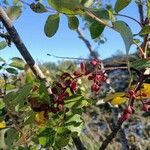 Pistacia terebinthus Fruto