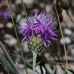 Centaurea subtilis Flor