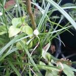 Cyperus richardii Flower