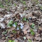 Hepatica nobilis Flor