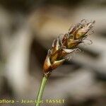 Carex dioica ഫലം