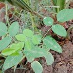 Clitoria ternatea Blatt