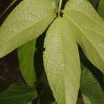 Dalechampia websteri Hoja
