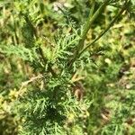 Achillea ligustica Blad