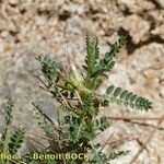 Astragalus greuteri Habitus