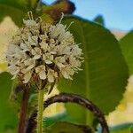 Dipsacus pinnatifidus Blomst