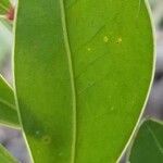 Acacia myrtifolia Blad