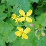 Chelidonium majusFlower