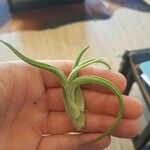 Tillandsia bulbosa Liść