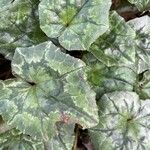 Cyclamen hederifolium List