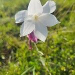 Gladiolus candidus Flor
