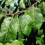 Prunus domestica Leaf