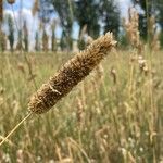 Phalaris aquatica Fruit