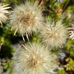 Haplopappus glutinosus Fruit