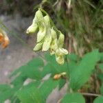 Astragalus frigidus Frucht