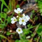 Androsace chamaejasme Flower