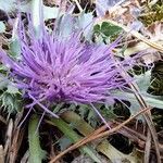 Cirsium acaulon 花