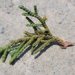Juniperus indica Leaf