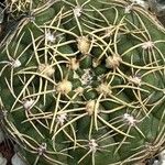 Gymnocalycium uruguayense