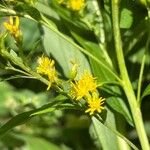 Solidago giganteaBlomma