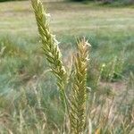 Elymus athericus