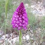 Anacamptis pyramidalis Flower