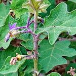 Solanum violaceum പുഷ്പം