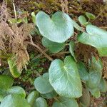 Soldanella villosa Leaf