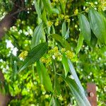 Cocculus laurifolius Folio