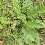 Senecio doria Leaf