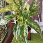 Dieffenbachia seguineЛист