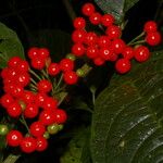 Witheringia coccoloboides Fruit