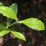 Psychotria orosiana Leaf