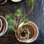 Pinus pinea عادت داشتن