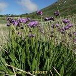 Primula auriculata Hábito