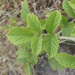 Rubus apetalus Folha